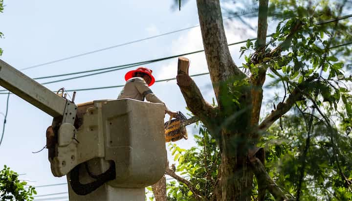 Tree care and maintenance services in Katy