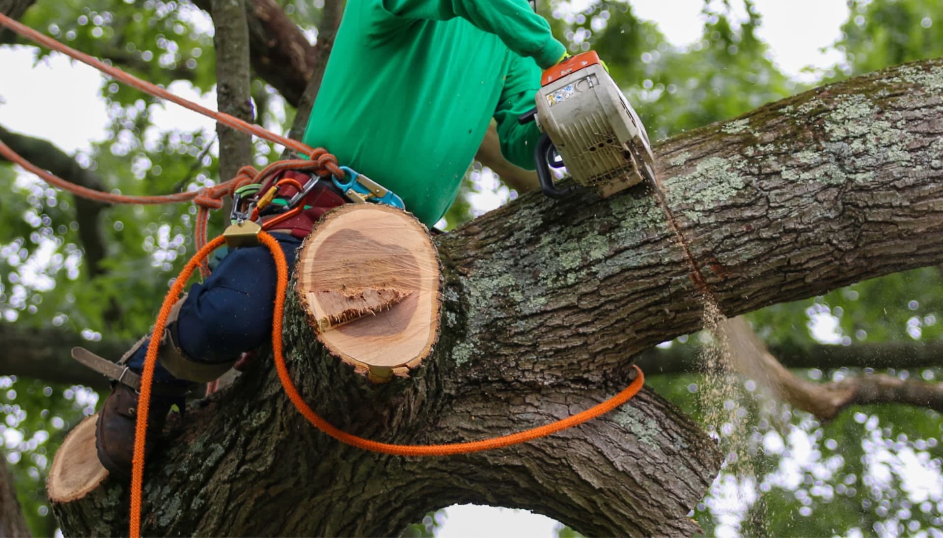 Shed your worries away with best tree removal in Katy