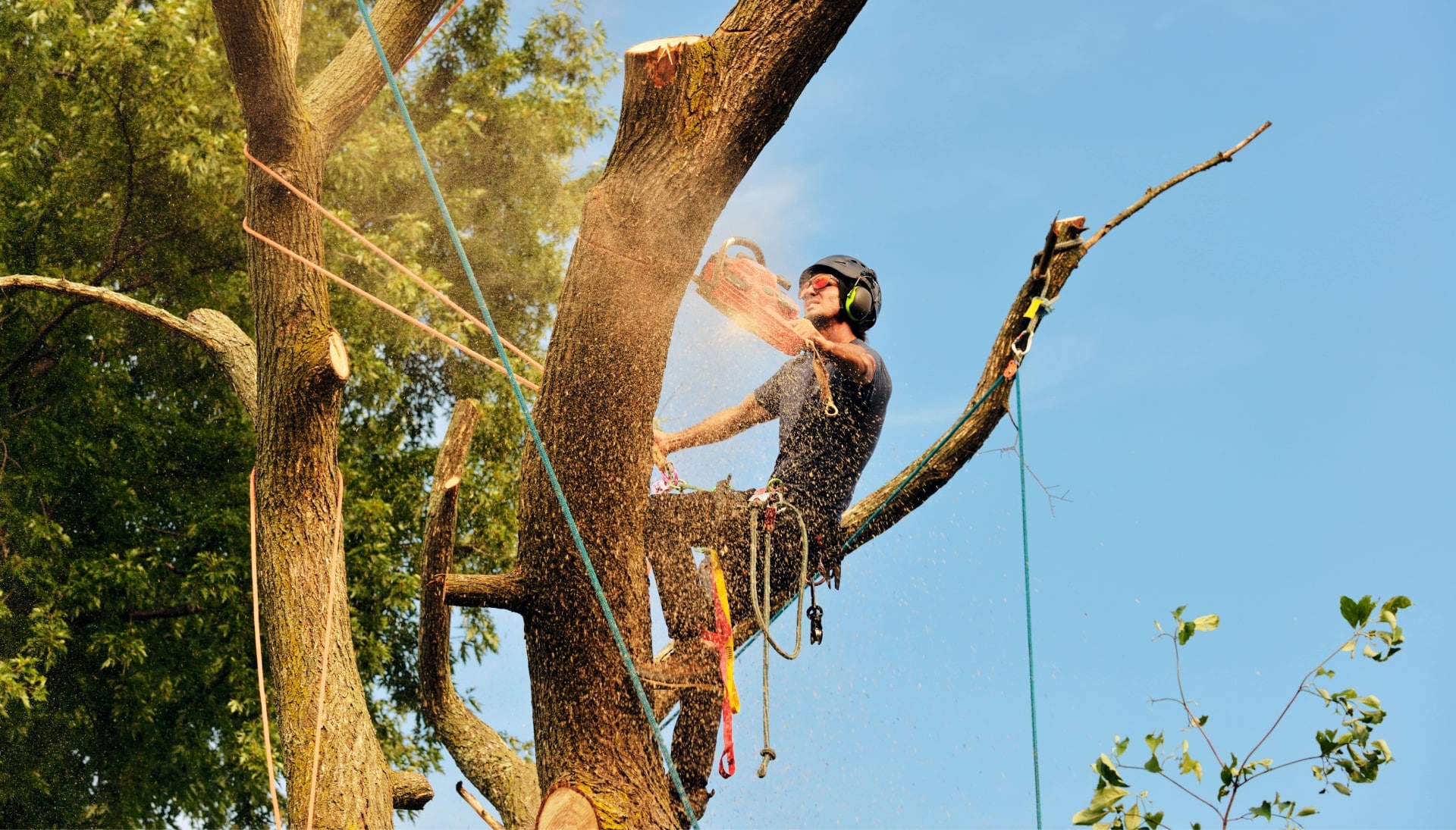 Get rid of tree problems with the expert tree removal contractors in Katy