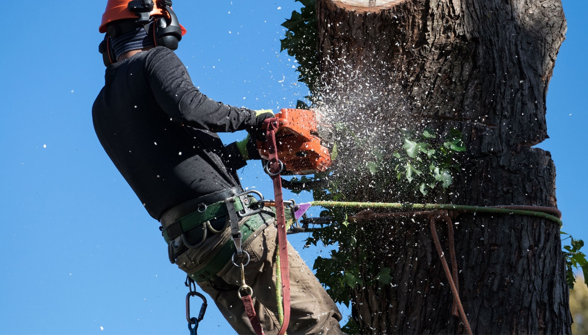 Professional Tree removal solutions in Katy